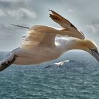 Landeanflug auf Helgoland