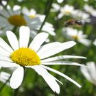 Landeanflug auf Margerita