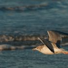 Landeanflug auf Norderney