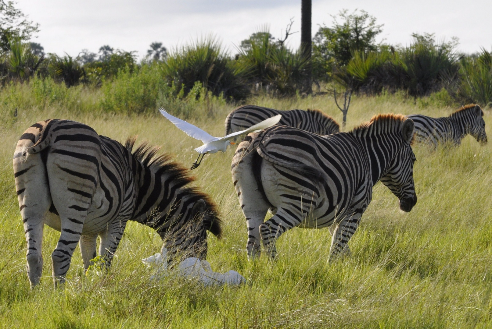 Landeanflug auf (oder in) das Zebra