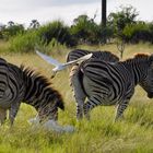 Landeanflug auf (oder in) das Zebra