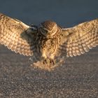 Landeanflug auf Road-Airport