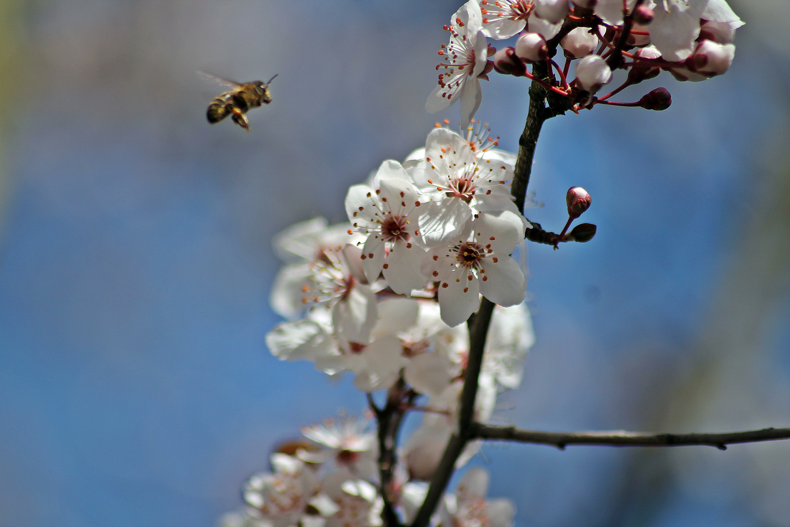 Landeanflug auf Zierpflaumenblüte