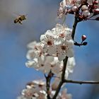 Landeanflug auf Zierpflaumenblüte