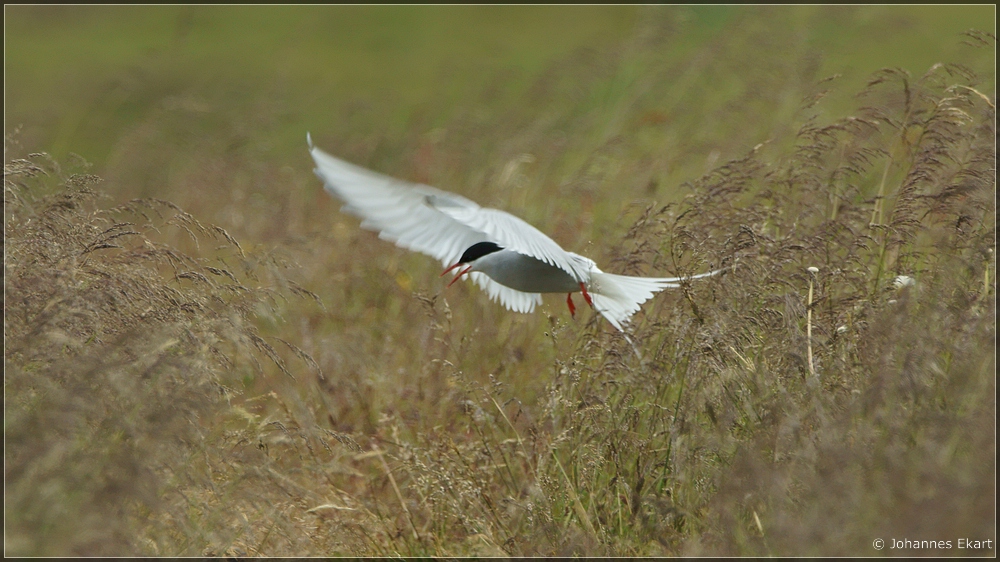 Landeanflug