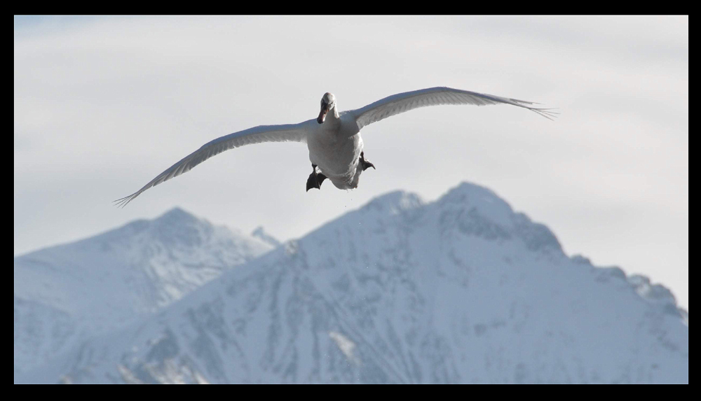 Landeanflug