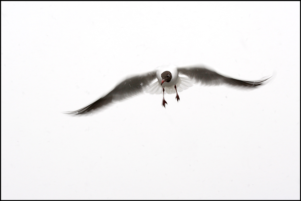 Landeanflug bei leichtem Schneefall...