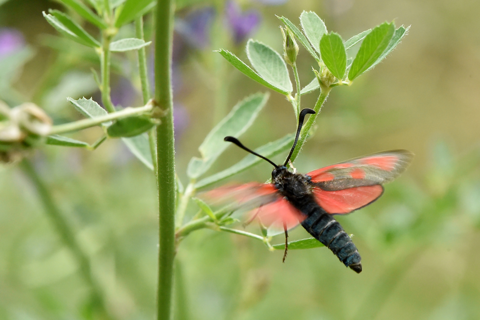 Landeanflug