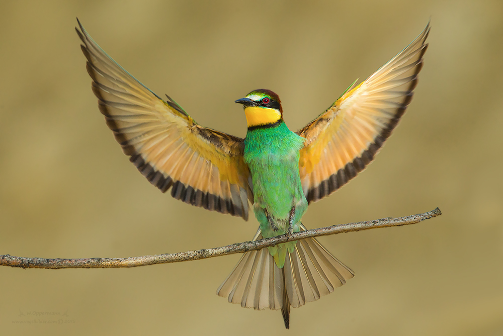 Landeanflug Bienenfresser