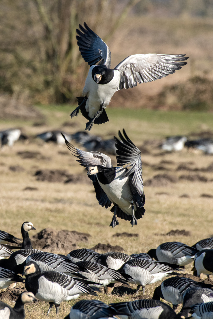 Landeanflug