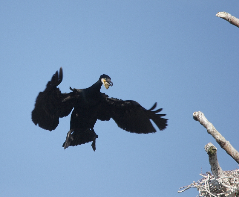 Landeanflug