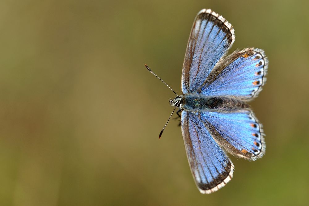 Landeanflug