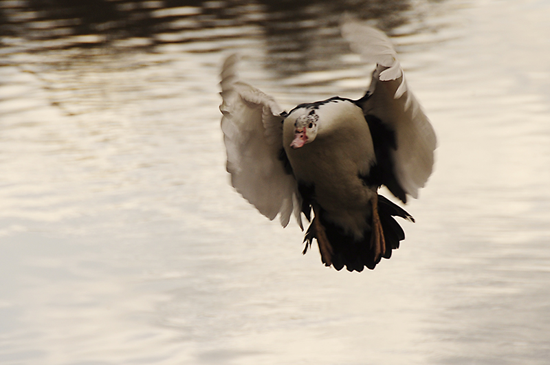 Landeanflug