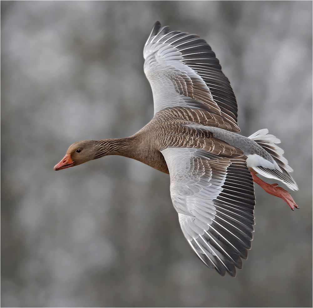 Landeanflug