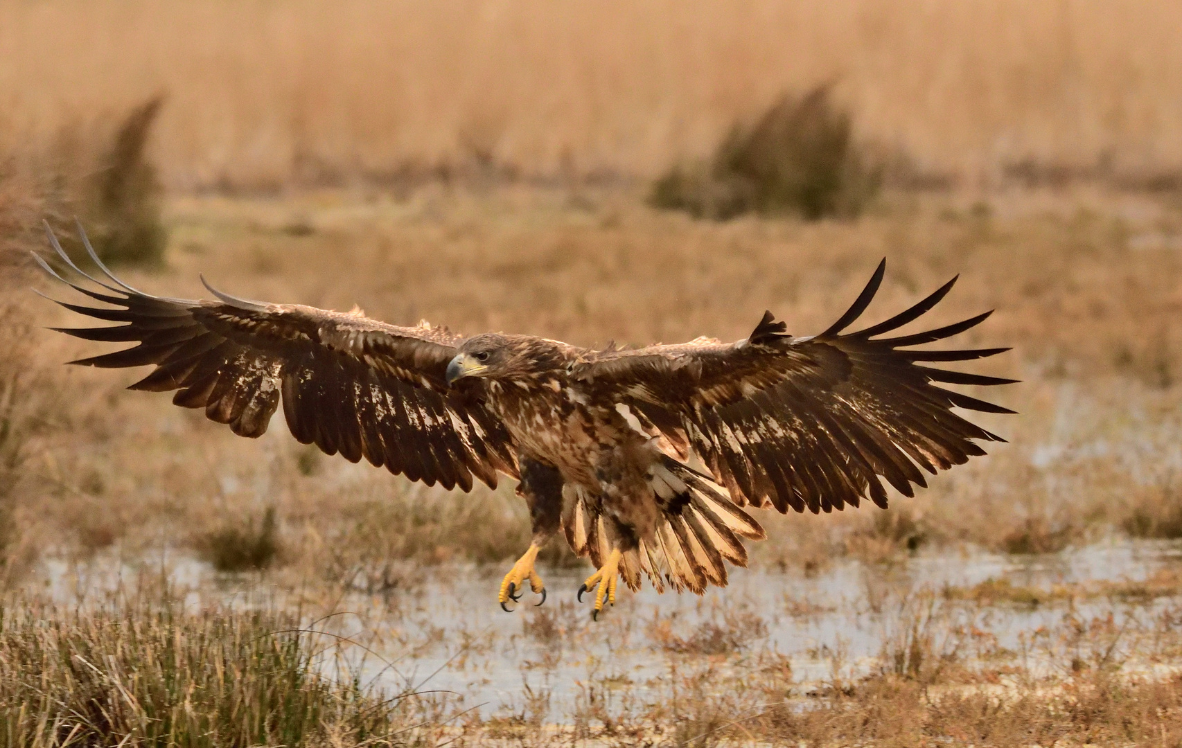 Landeanflug