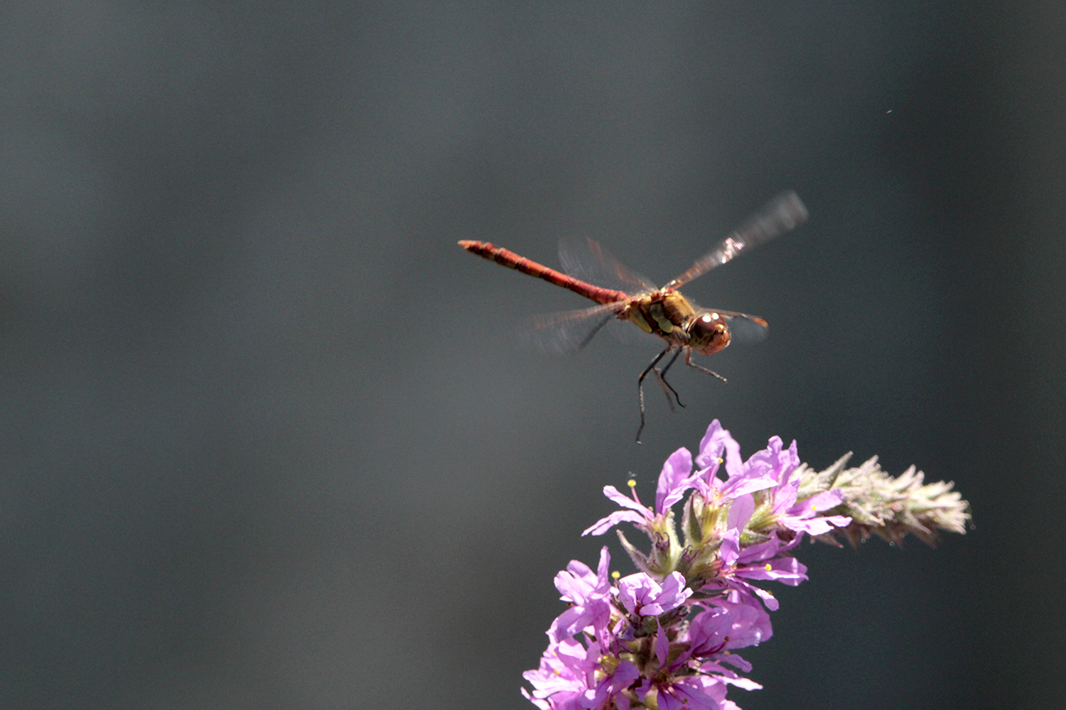 Landeanflug