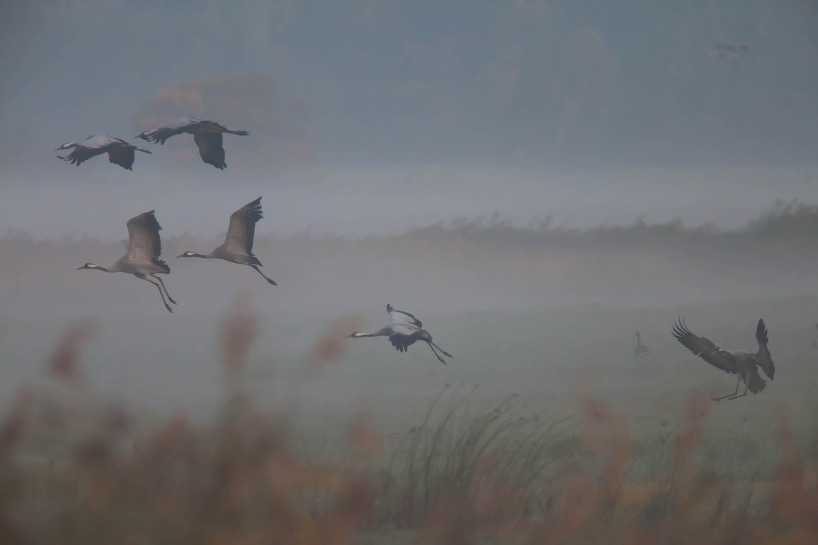 Landeanflug der Kraniche im Nebel