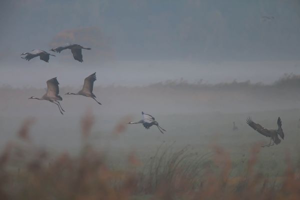 Landeanflug der Kraniche im Nebel