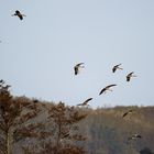 Landeanflug der Kranische