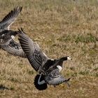 Landeanflug der Nonnengänse