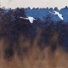 Landeanflug der Singschwäne ...