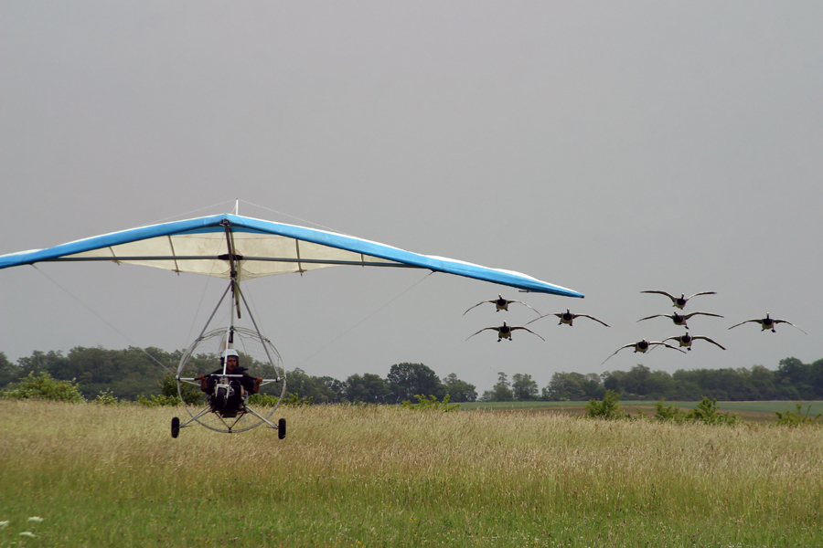 Landeanflug der Wildgänse