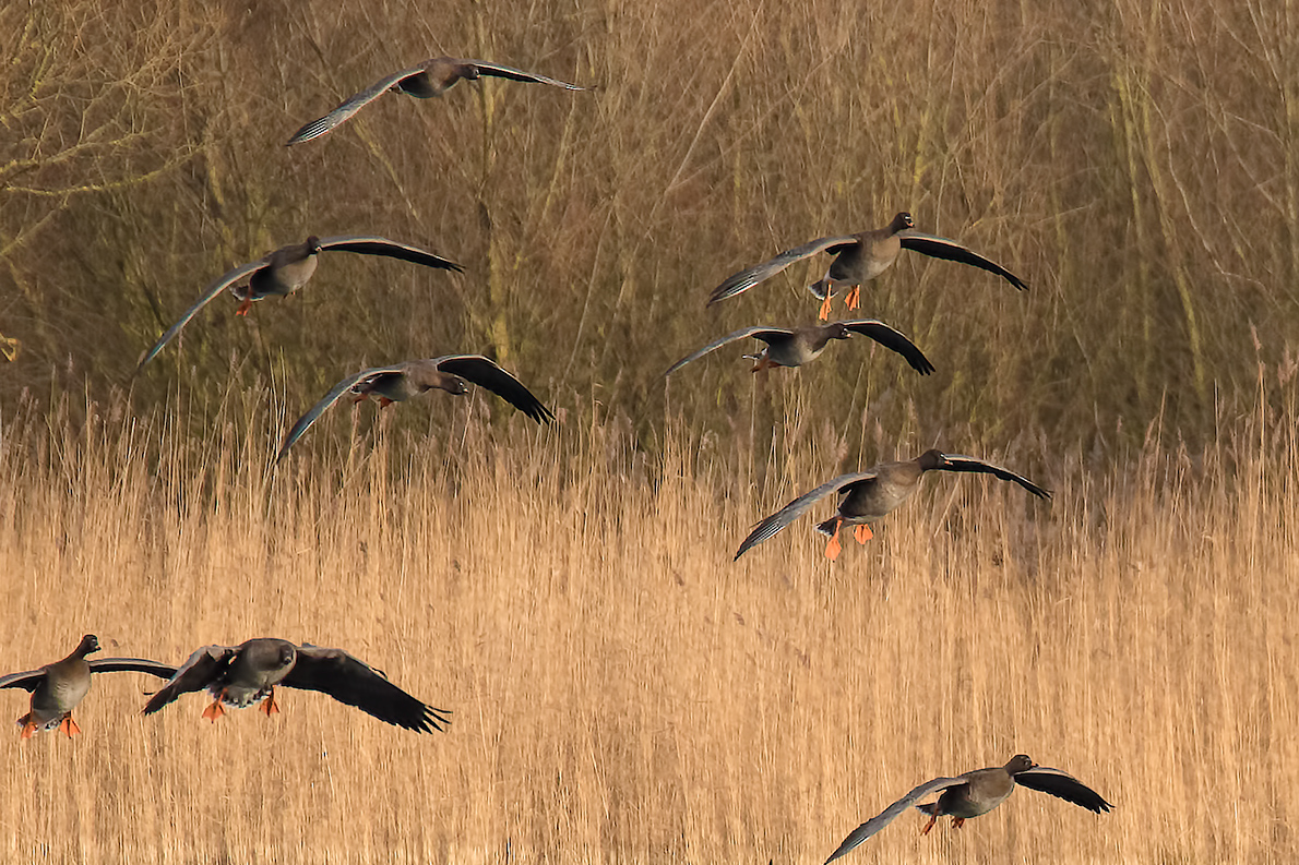 Landeanflug der Wildgänse ...