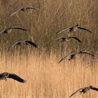 Landeanflug der Wildgänse ...