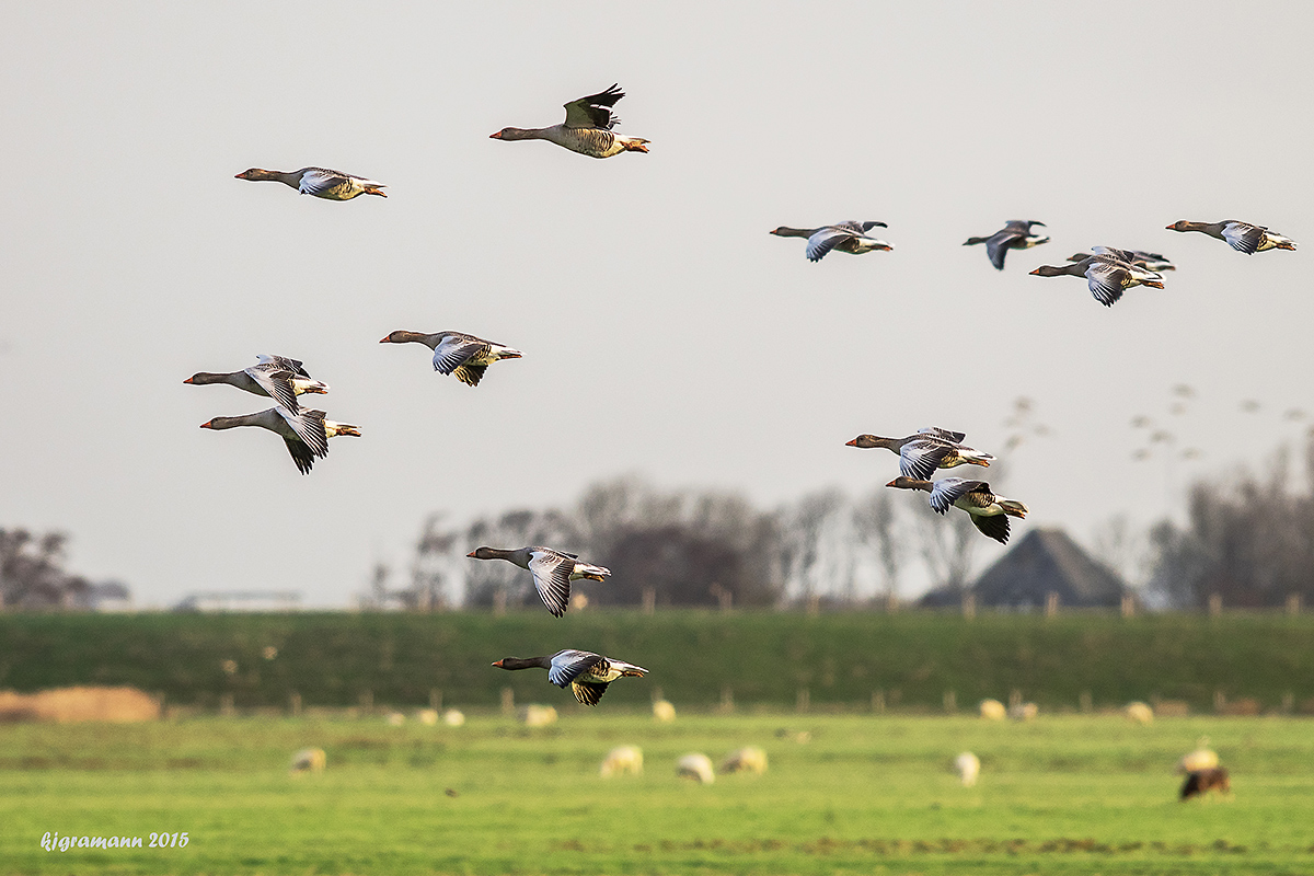 landeanflug der wild/grau-gänse.....