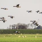 landeanflug der wild/grau-gänse.....