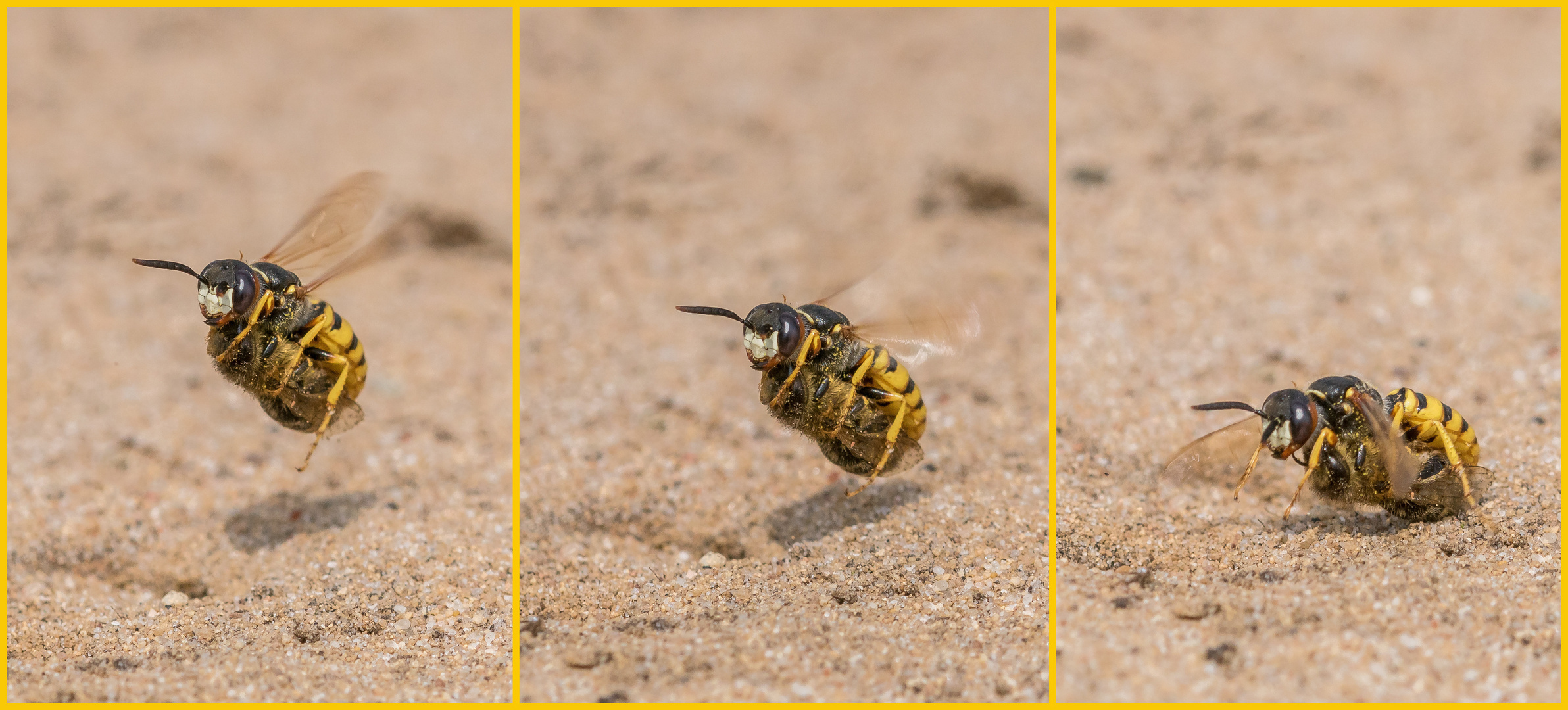 Landeanflug des Bienenwolf mit Beute