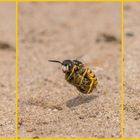 Landeanflug des Bienenwolf mit Beute