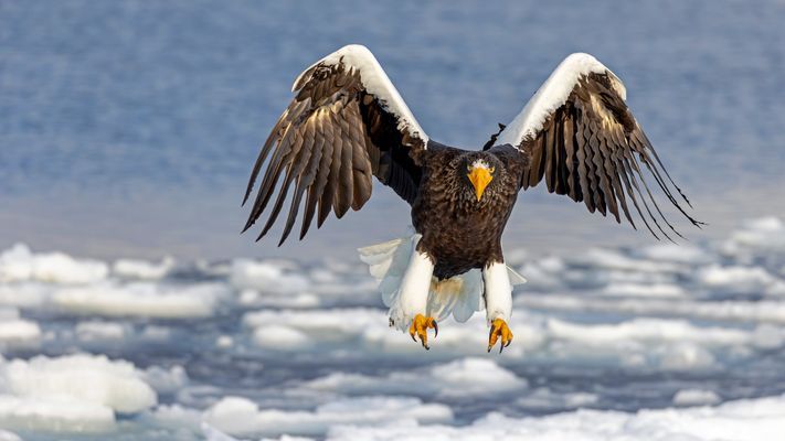 Landeanflug des Eiskaisers