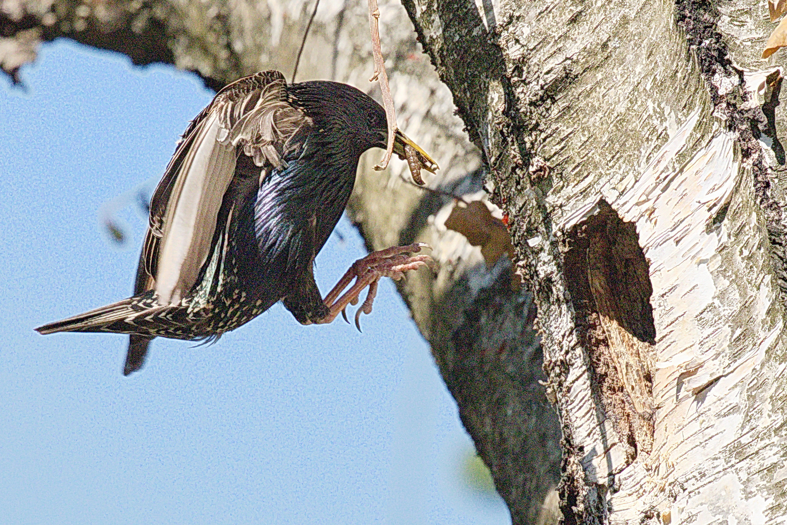 Landeanflug des Futterlieferanten