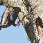 Landeanflug des Futterlieferanten