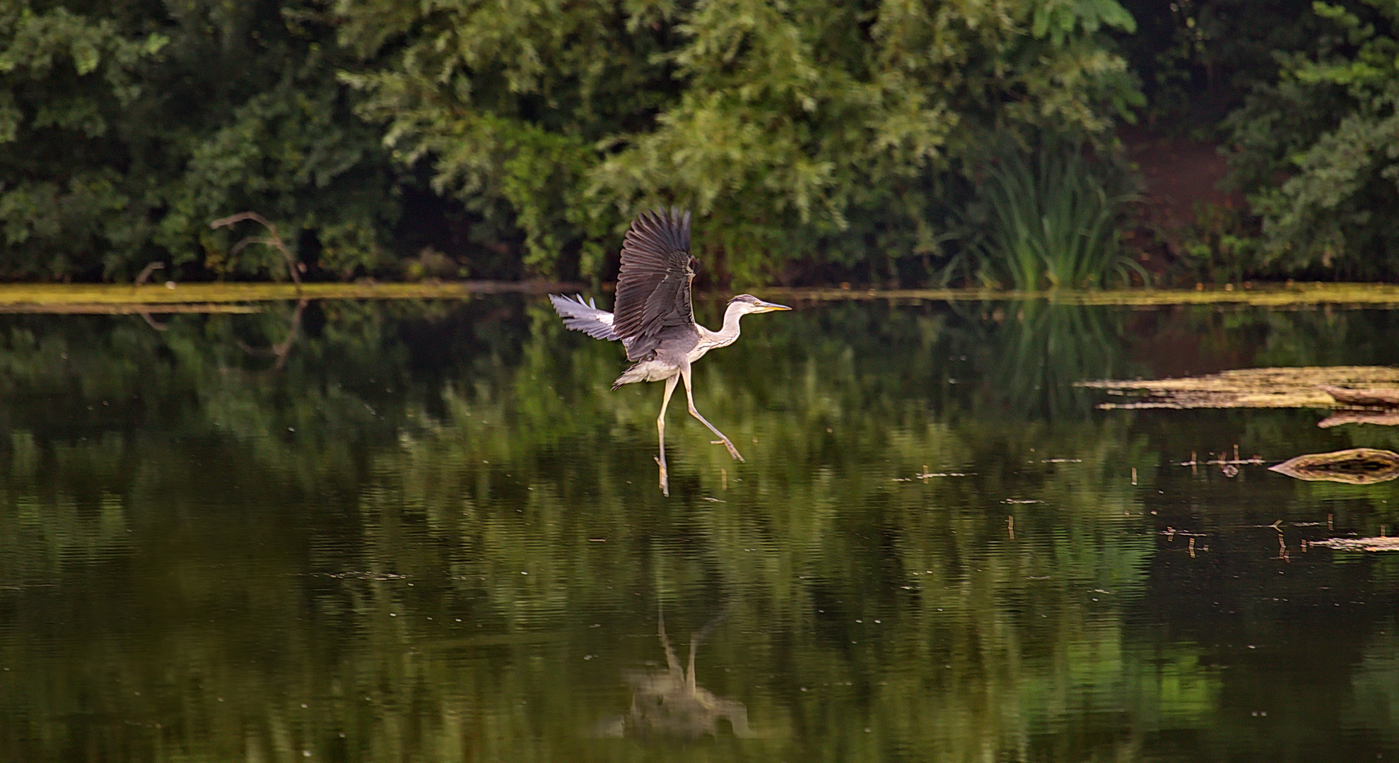 Landeanflug des Graureihers