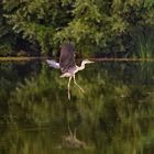 Landeanflug des Graureihers