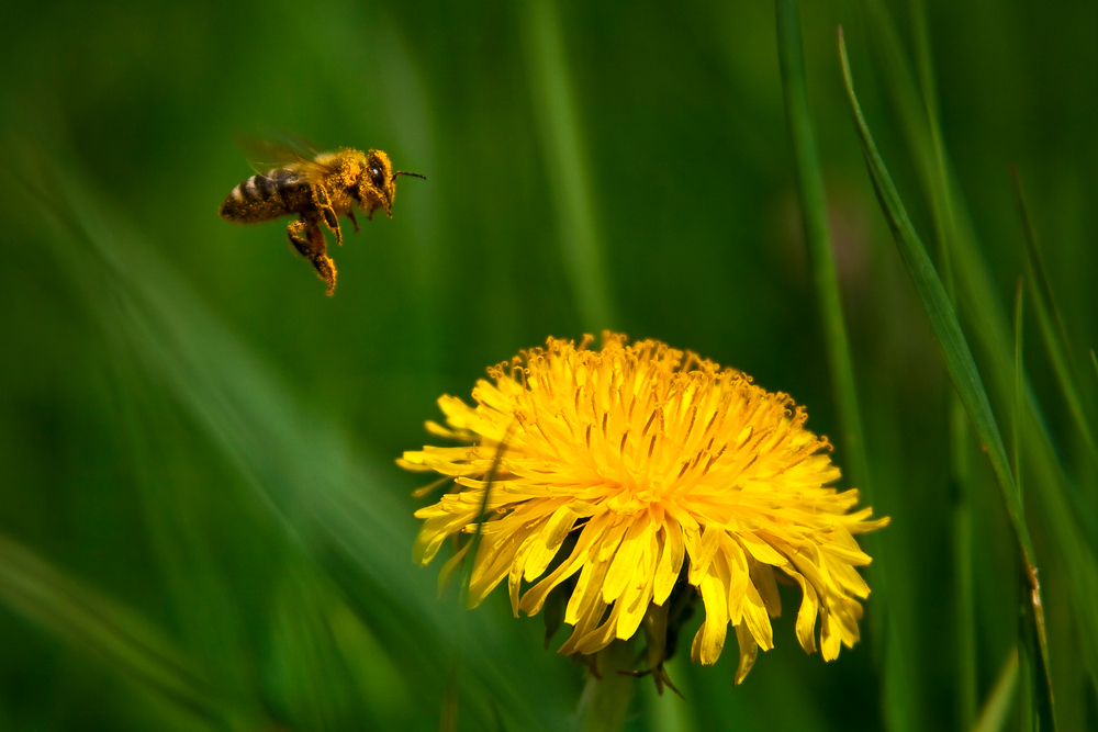 Landeanflug