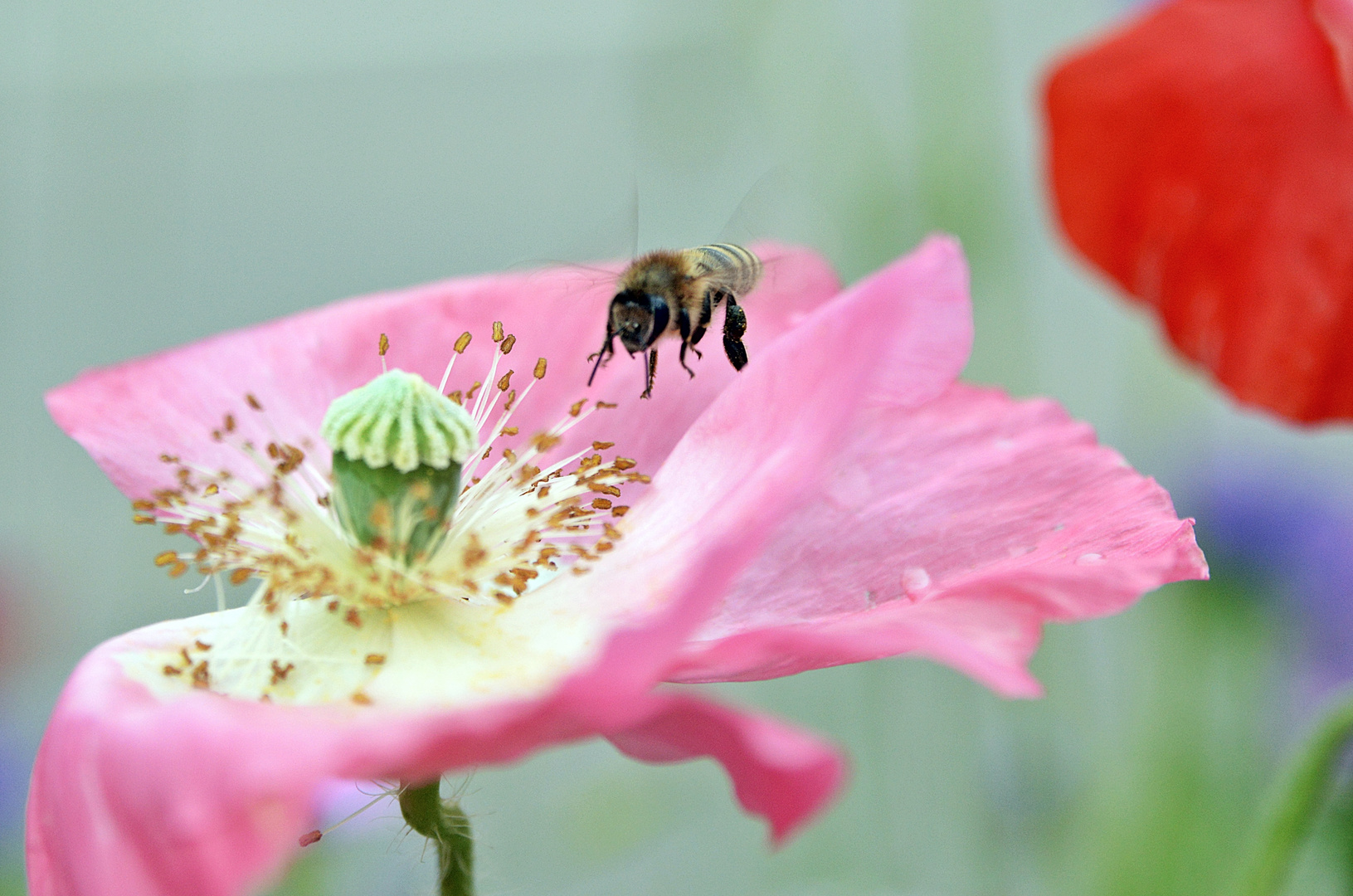 Landeanflug durch's rosa Tal