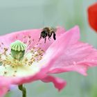 Landeanflug durch's rosa Tal