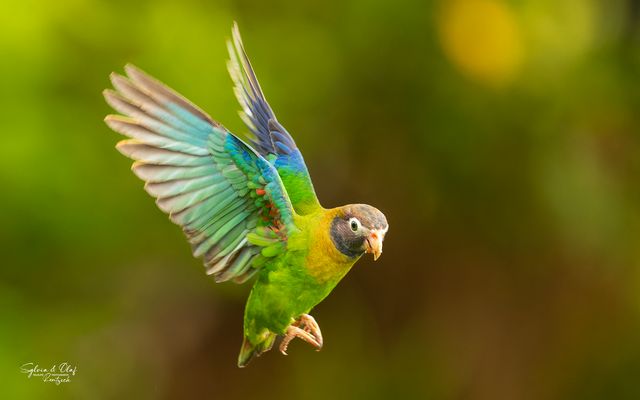 °°_Landeanflug_°°