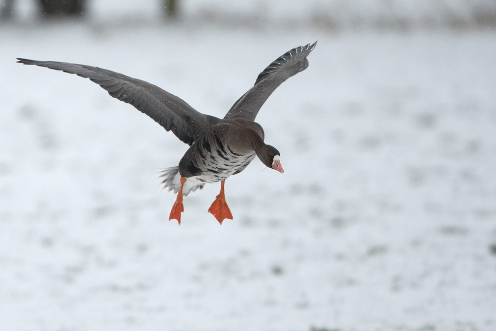 Landeanflug