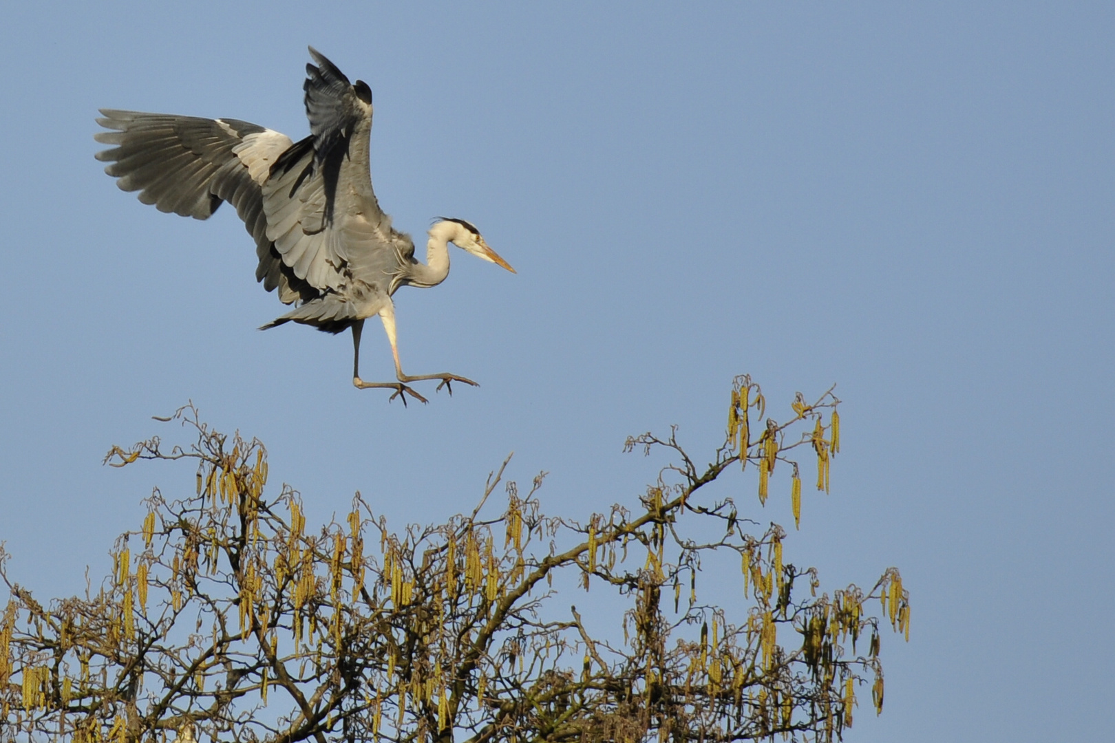 --- Landeanflug ---