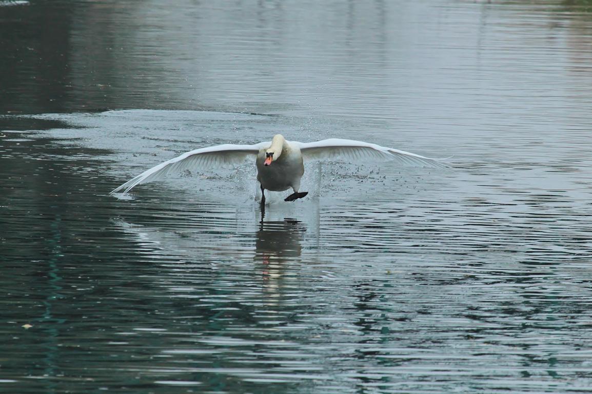 Landeanflug