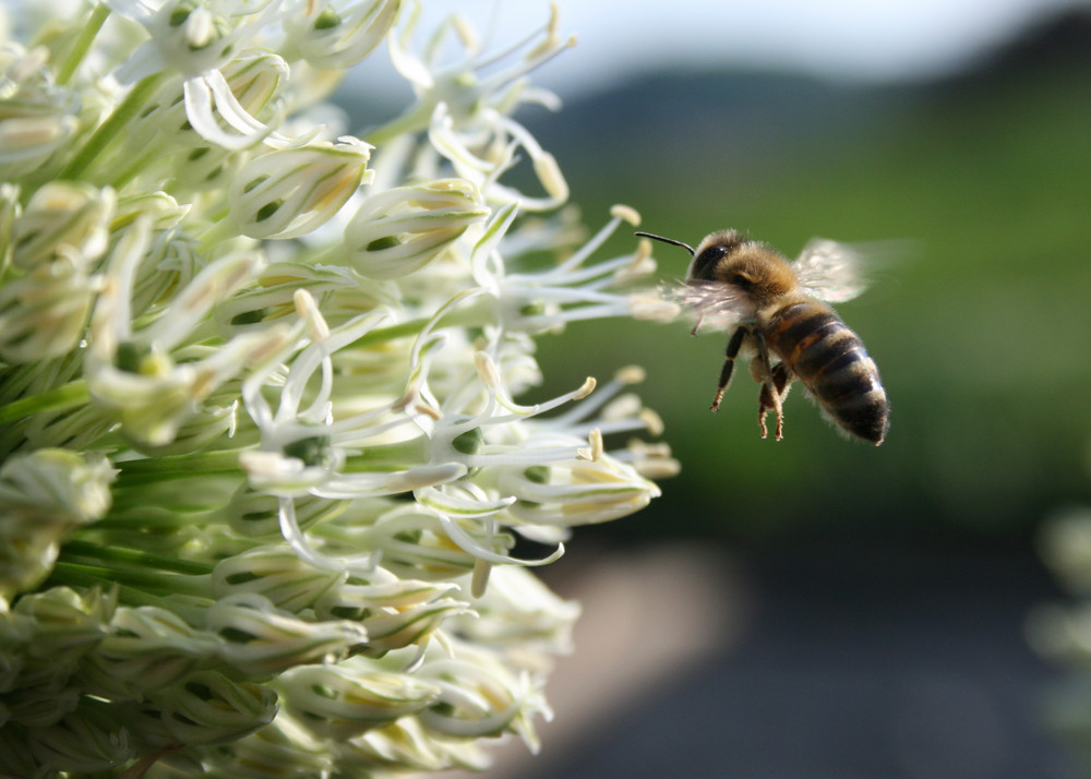 Landeanflug