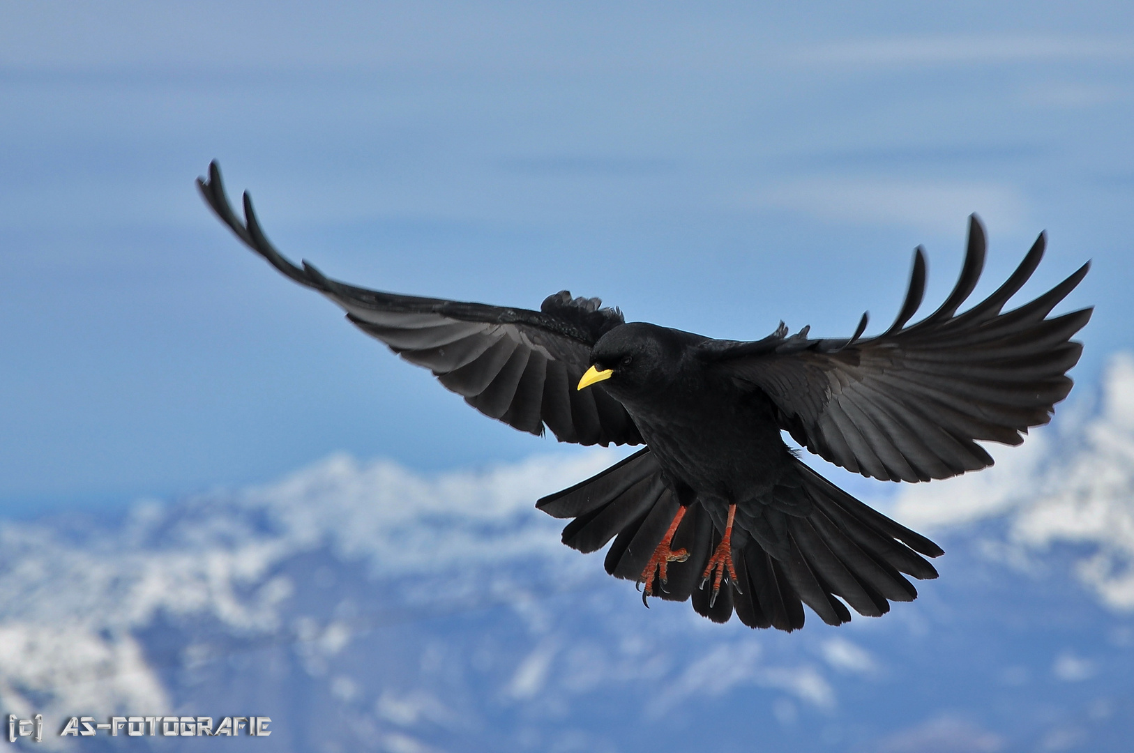 Landeanflug einer Alpendohle in 2700m