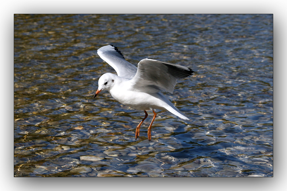 Landeanflug einer Isar Möwe