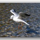 Landeanflug einer Isar Möwe