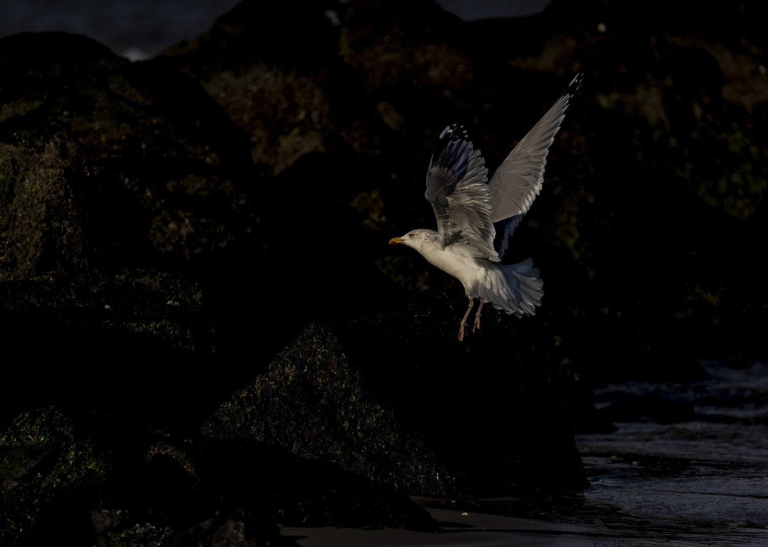 Landeanflug einer Silbermöwe, Larus argentatus, Texel, 10.11.2019