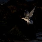 Landeanflug einer Silbermöwe, Larus argentatus, Texel, 10.11.2019